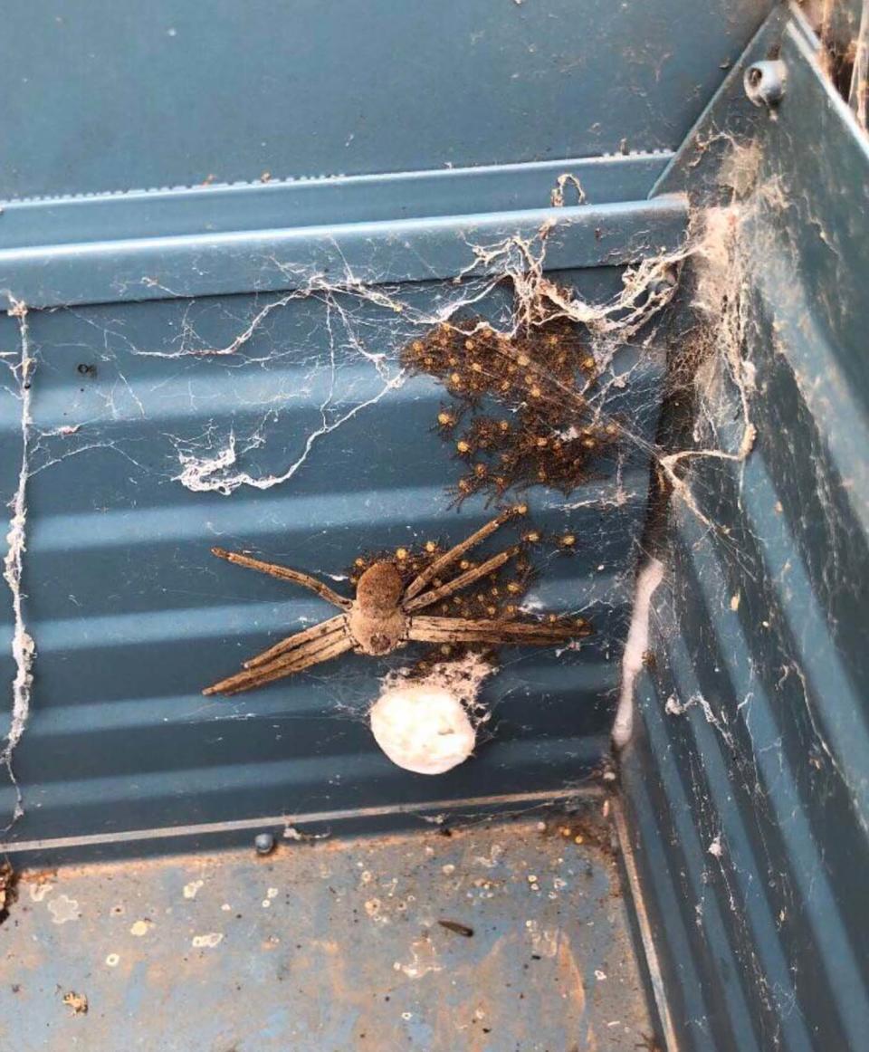 Huntsman spider with its baby spiders pictured in an Adelaide Hills letter box 