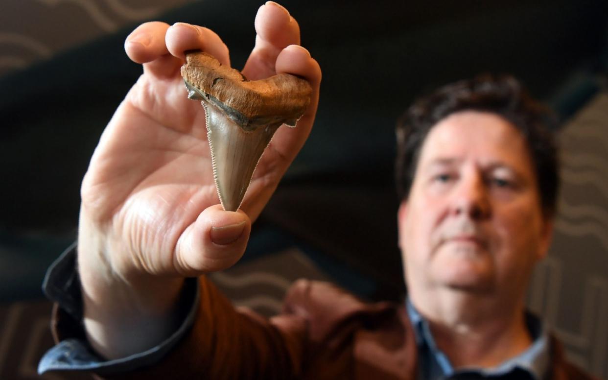 Fossil enthusiast Philip Mullaly holds a giant shark tooth - evidence that a shark nearly twice the size of a great white once stalked Australias ancient oceans - at the Melbourne Museum on August 9, - AFP