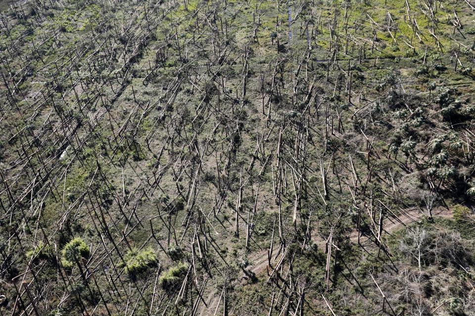 Downed trees are seen from the air in the aftermath of Hurricane Michael near Mexico Beach, Fla., Friday, Oct. 12, 2018. (AP Photo/Gerald Herbert)