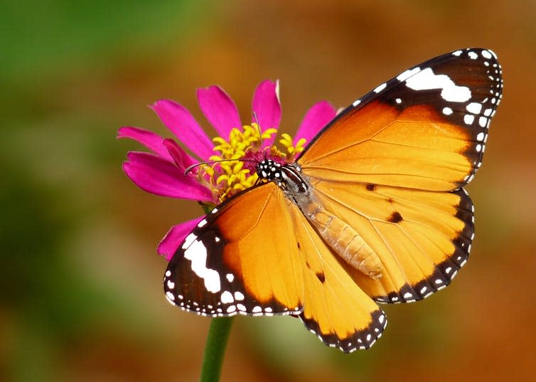 <span class="caption">Butterflies and asters both diversified in the wake of the end-mass extinction.</span> <span class="attribution"><span class="source">wikipedia</span></span>