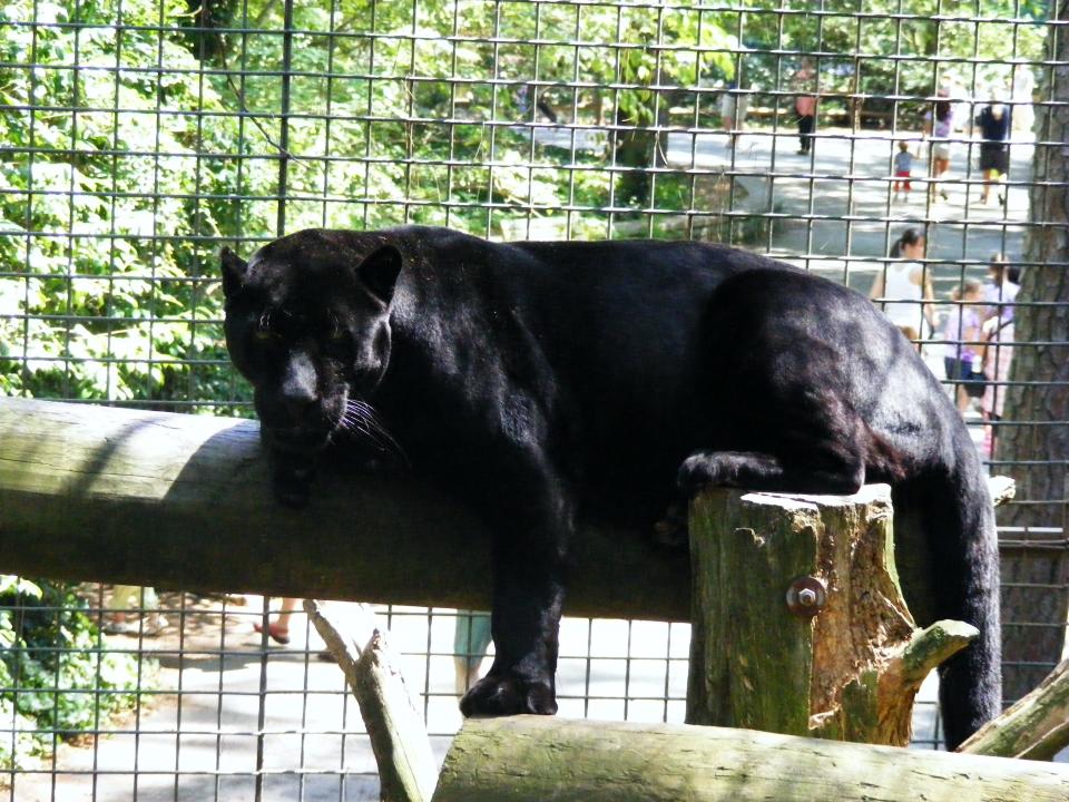 Maya, a black jaguar photographed in 2014, is one of many animals visitors can see at Salisbury Zoo in Salisbury, Maryland.