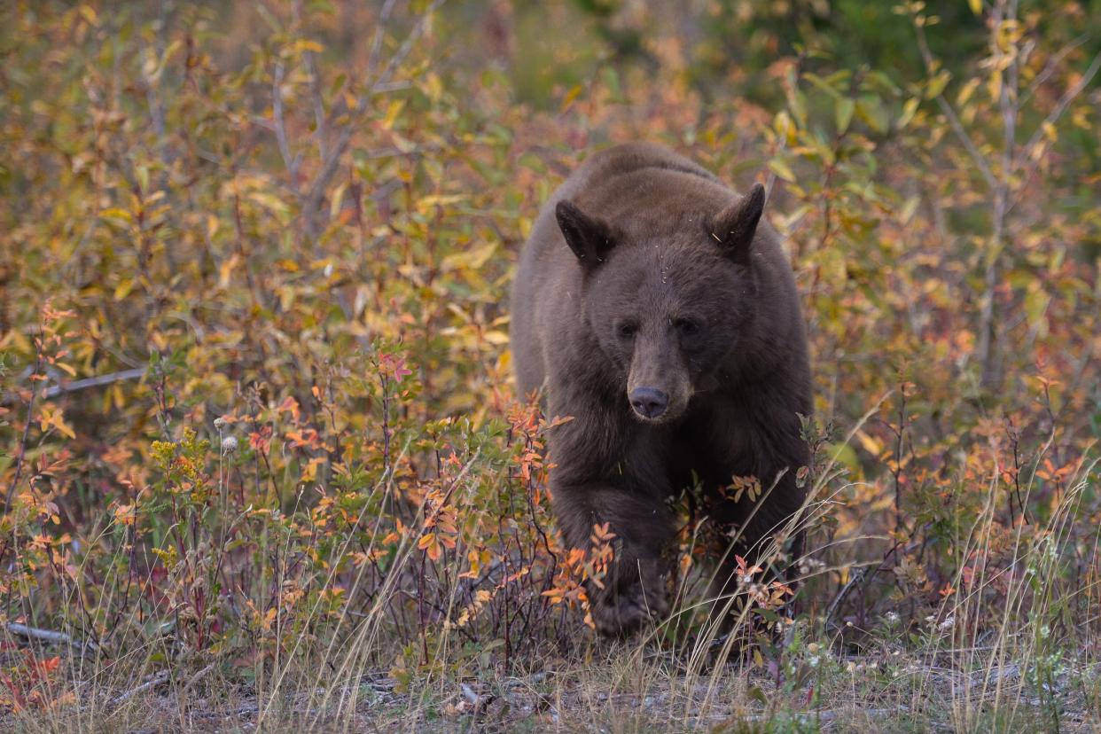 American black bear seen at Waterton Lakes National Park. On Tuesday, 5 October 2021, in Waterton, Alberta, Canada.