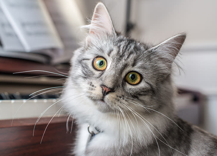 The 15 Most Expensive Cat Breeds of 2022 – PureWow