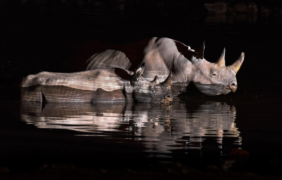 Midnight safari: Wild animals gather under a full moon