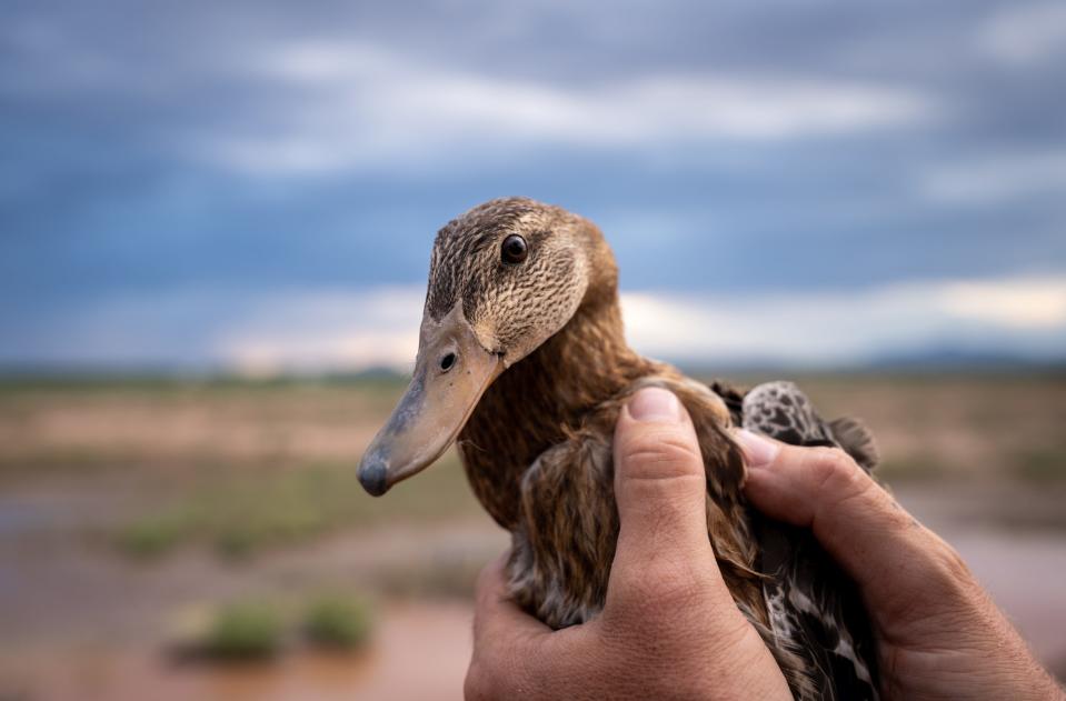 A Mexican duck just before being released on Aug. 16, 2023, at the Whitewater Draw Wildlife Area in McNeal, Arizona.