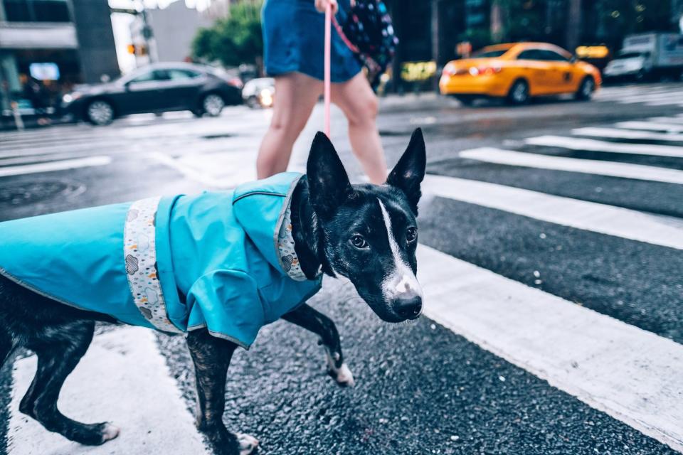 Pet dog with rain jacket walks through crosswalk in New York