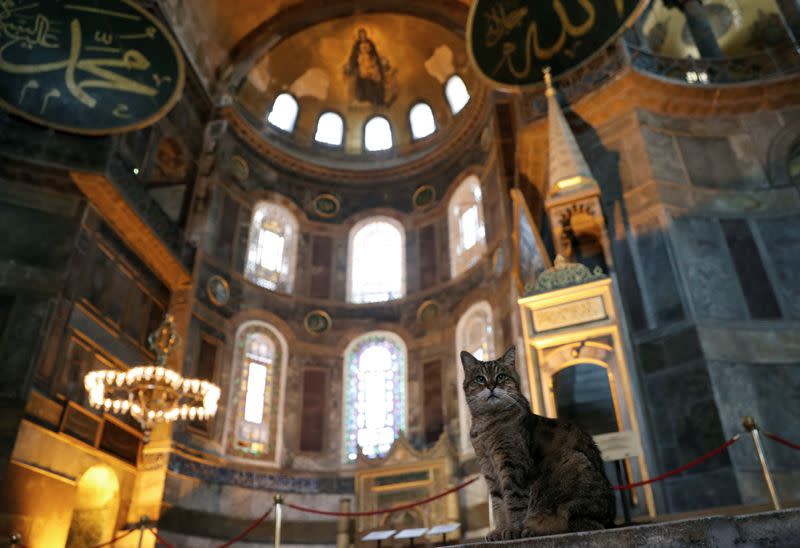 FILE PHOTO: Gli the cat of Hagia Sophia or Ayasofya is pictured in Istanbul