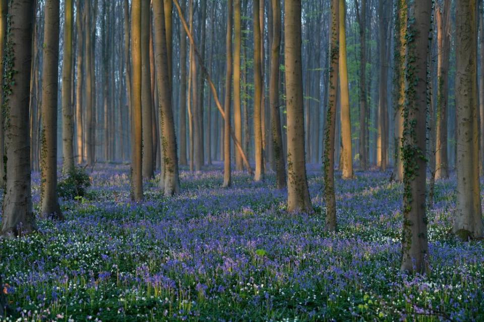 belgium nature bluebells