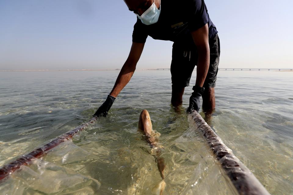 A baby Arabian carpet shark is released into Persian Gulf waters during a conservation project by the Atlantis hotel, at the The Jebel Ali Wildlife Sanctuary, in Dubai, United Arab Emirates, Thursday, April 22, 2021. A team of conservationists are releasing baby sharks that were bred in aquariums into the open sea in an effort to contribute to the conservation of native marine species in the Persian Gulf. (AP Photo/Kamran Jebreili)