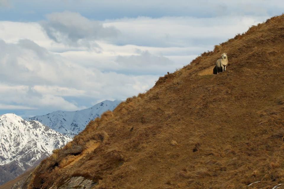 A sheep stands on a mountain at Treble Cone in Wanaka, New Zealand.