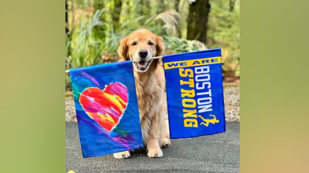 PHOTO: Spencer the dog first started cheering runners at the Boston Marathon in 2015. (The Henry Studio)