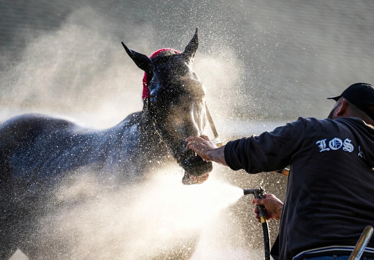 Kentucky Derby contender Grand Mo The First gets bathed at Churchill Downs on Wednesday.