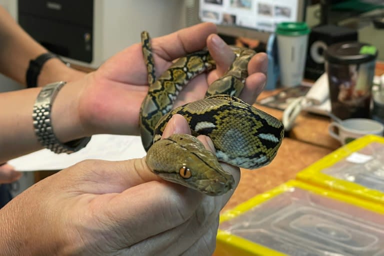 Photo diffusée le 19 février 2024 par le département des douanes thaïlandais montrant un serpent retrouvé dans les bagages d'un homme voyageant vers la Mongolie, à l'aéroport international de Suvarnabhumi, à Bangkok (Département des douanes thaïlandais/AFP - Handout)