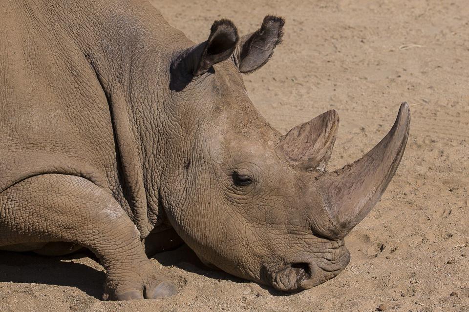 A northern white rhinoceros named Angalifu that died on Sunday is seen in this San Diego Zoo Safari Park handout photo released on December 15, 2014. Angalifu, one of only six northern white rhinoceros left on earth, died over the weekend at a San Diego zoo, bringing the species closer to extinction, zoo officials said on Monday. REUTERS/Ken Bohn/San Diego Zoo/Handout via Reuters (UNITED STATES - Tags: ANIMALS TRAVEL) ATTENTION EDITORS - NO SALES. NO ARCHIVES. FOR EDITORIAL USE ONLY. NOT FOR SALE FOR MARKETING OR ADVERTISING CAMPAIGNS. THIS PICTURE WAS PROVIDED BY A THIRD PARTY. REUTERS IS UNABLE TO INDEPENDENTLY VERIFY THE AUTHENTICITY, CONTENT, LOCATION OR DATE OF THIS IMAGE. THIS PICTURE IS DISTRIBUTED EXACTLY AS RECEIVED BY REUTERS, AS A SERVICE TO CLIENTS