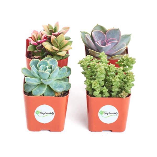 Shop Succulents Collection of 4