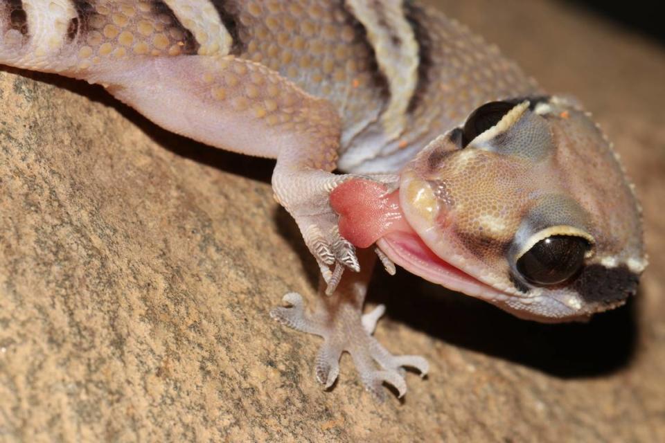 A close-up photo of a Few-banded termite hill gecko with its tongue out.