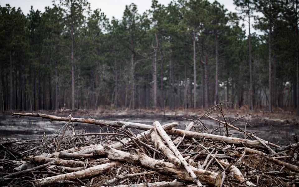 Drax say they use just the excess wood from trees cut down in the southern US - James Breeden /The Daily Telegraph