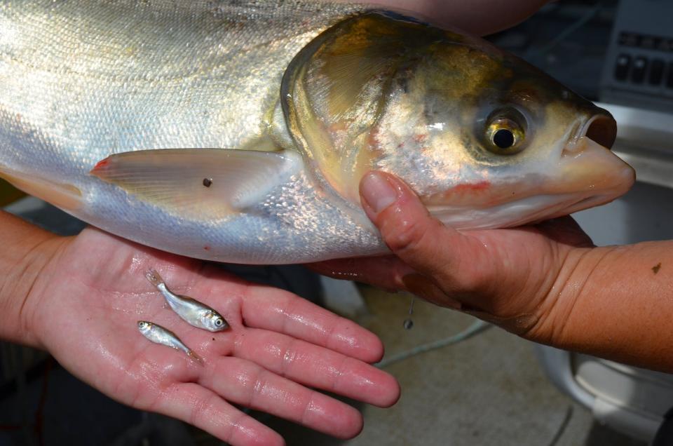 The invasive silver carp is seen in its adult and juvenile stages.