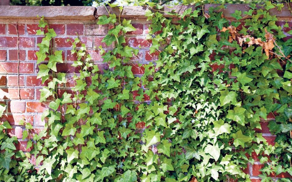 Why we should be planting more ivy in our gardens  - Alamy 