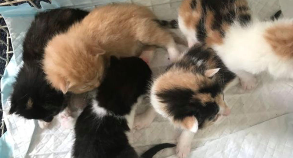 Some of the kittens in a box abandoned in a field in Oldham, northeast of Manchester.