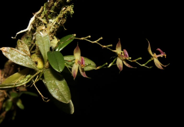 The recently discovered orchid species "Andinia tingomariana," found by a group of Peruvian botanists in the central Amazonian forest of Peru at the Tingo Maria National Park