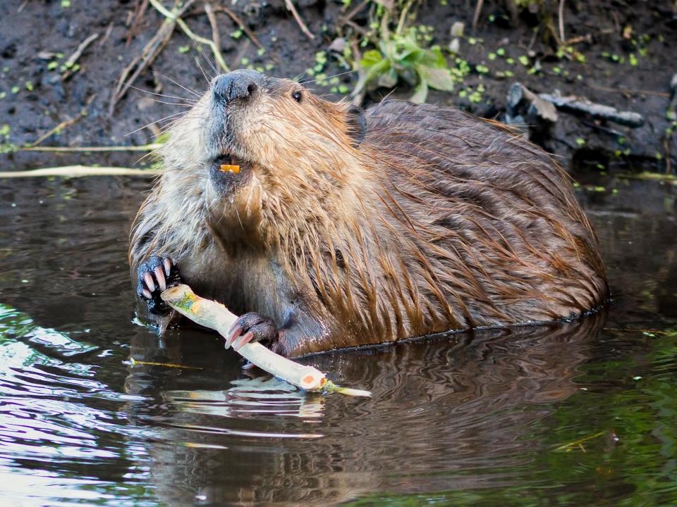 Beavers have been reintroduced to Somerset from Scotland (Getty Images/iStockphoto)