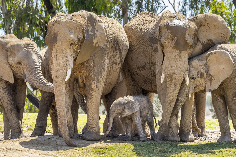 This Monday, Aug. 13, 2018 photo provided by San Diego Zoo Safari Park shows Umzula-zuli, a healthy male African elephant calf, taking its first tentative steps in the elephant enclosure under the watchful eye of its mother, Ndula, at the park in Escondido, Calif. Zookeeper Mindy Albright says the other 12 elephants sniffed the new baby and trumpeted their welcome. The elephant was born Sunday, Aug. 12, which happened to be World Elephant Day. (Ken Bohn/San Diego Zoo Safari Park via AP)
