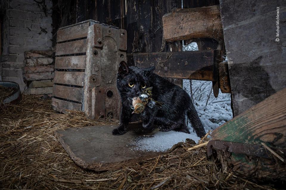 Caught by the cat (Michał Michlewicz/Wildlife Photographer of the Year)