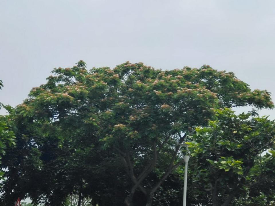 南科三路成排的雨豆樹，目前開花，樹梢上的花海相當吸睛。（記者林相如）