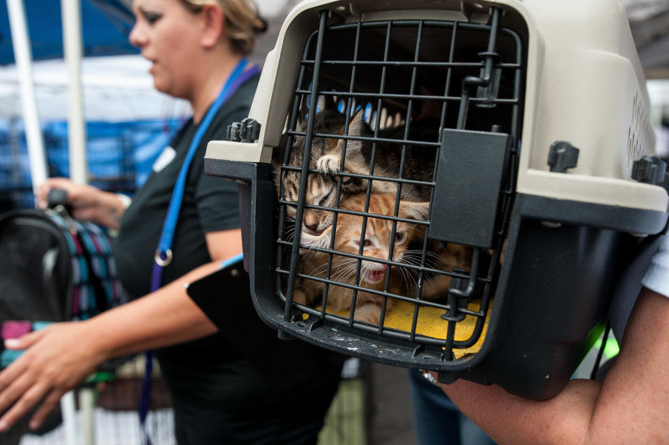 Amy Truex drops off cats found in her backyard.&nbsp; (Photo: Joseph Rushmore for HuffPost)