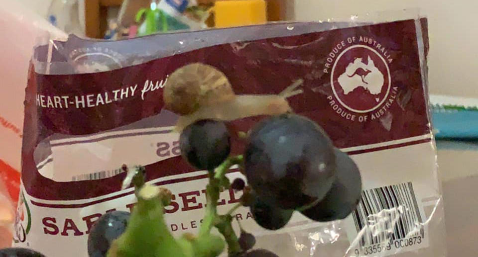 A snail inside Coles grapes