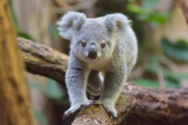 Cute koala, marsupial, endangered species, furry, looking at