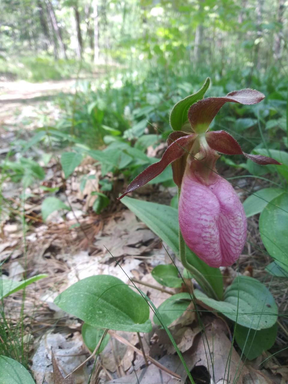 A Lady Slipper walk in Cotuit is one of several ways to mark National Trails Day through Barnstable groups.