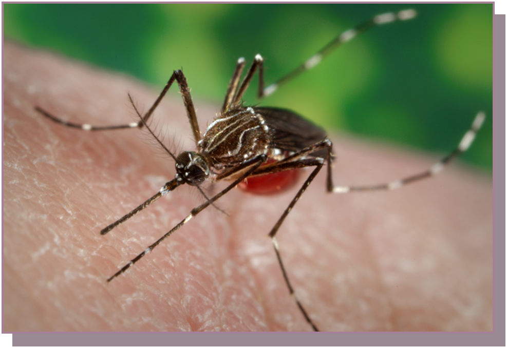 An Aedes Aegypti mosquito: This species was first found at low elevations in Shasta County in 2020, according to Shasta Mosquito and Vector Control. It's bite can transmit yellow fever, the Zika virus and other diseases, according to the California Department of Public Health.