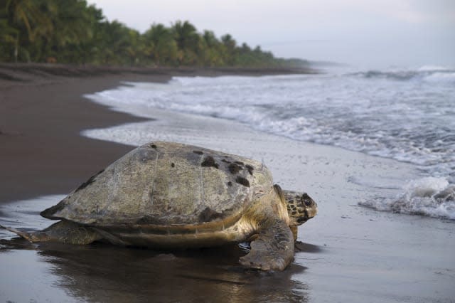 Sea turtle in Tortuguero National Park, Costa Rica