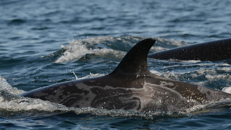 An example of the gray patches commonly found on killer whales in the area by researchers in this new study.