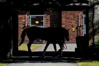 Horse Racing at Newcastle Racecourse