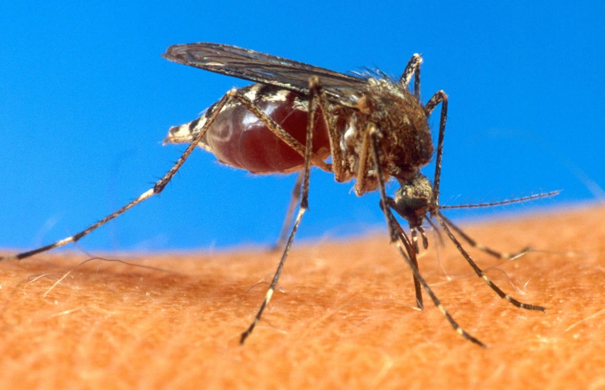 The Florida Department of Health in Sarasota County confirmed that one case of West Nile Virus was treated in early September in Sarasota County and issued a mosquito-borne illness advisory for the county. Pictured here, an aedes aegypti mosquito is shown on human skin in a file photo, date and location not known, from the U.S. Department of Agriculture.
(Credit: ASSOCIATED PRESS, ASSOCIATED PRESS)