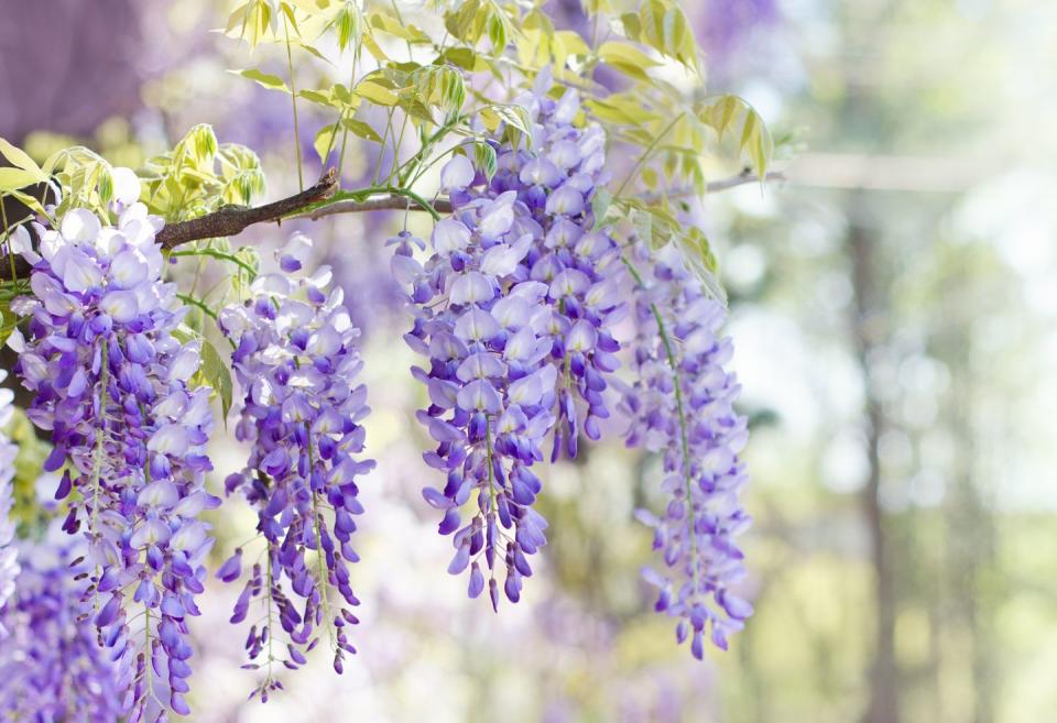 4) Wisteria