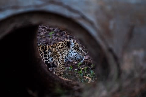 A jaguar at Caiman - Credit: SARAH MARSHALL