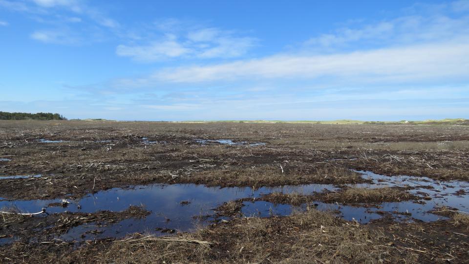 Standing water in a cleared area behind Duck Harbor in Wellfleet on Friday as seen from Bound Brook Island. This area was overrun with mosquitoes in 2021 and there are some indications that 2024 could be a problematic mosquito year in and around the same location.