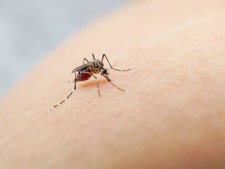 El mosquito Aedes aegypti, transmisor del dengue