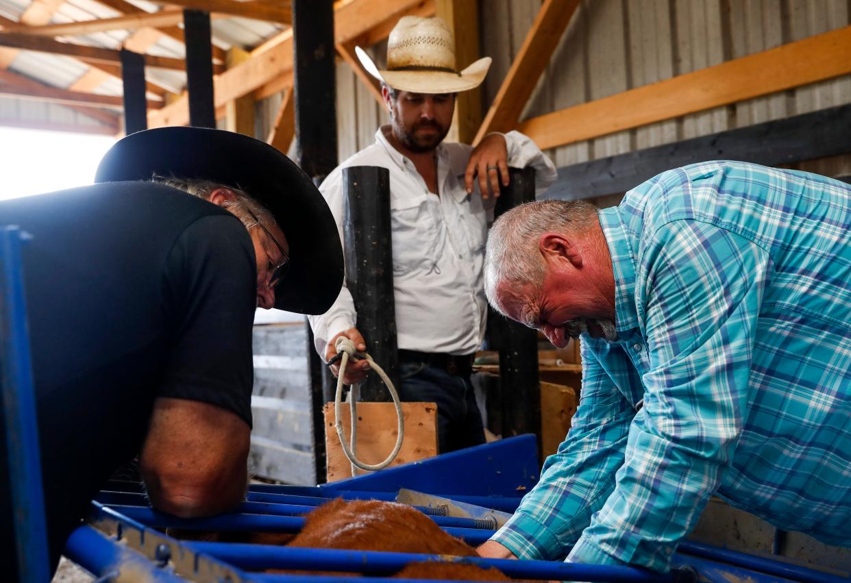 Zach Knowles, background, watches as Dennis Minnick, left, and Doc Minnick, right, perform castrations on the male calves and give vaccine shots at Tennessee Grass Fed Farm in Clarksville, Tenn., on Thursday, Oct. 14, 2021. 