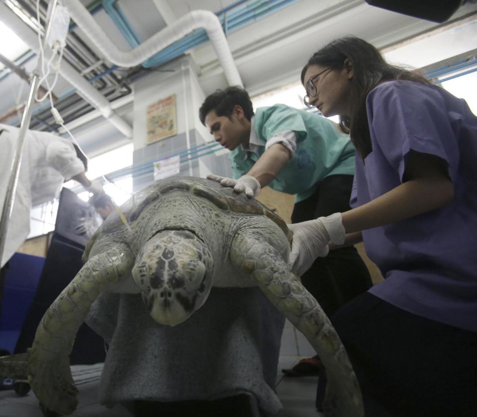 Head of Chulalongkorn University's veterinary medical aquatic animal research center Nantarika Chansue treats 25-year-old green sea turtle named "Bank" in Bangkok, Thailand, Friday, March 10, 2017. Veterinarians operated on Bank Monday to remove 915 coins weighing 5 kilograms (11 pounds) from her stomach, which she swallowed after misguided human passers-by tossed coin into her pool for good luck in eastern Thailand. (AP Photo/Sakchai Lalit)