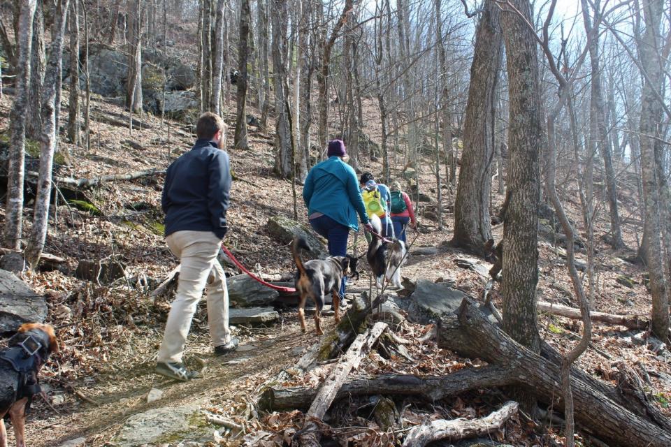 Conserving Carolina and the Blue Ridge Humane Society are teaming up for a hike with adoptable dogs on April 24 on the Bearwallow Mountain trail.