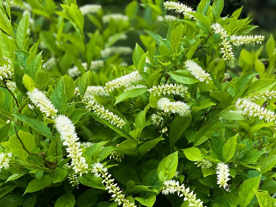 fragrant flowers sweetspire