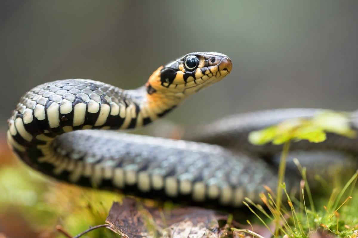 5 Things in Your Yard That Are Bringing Snakes to Your Home