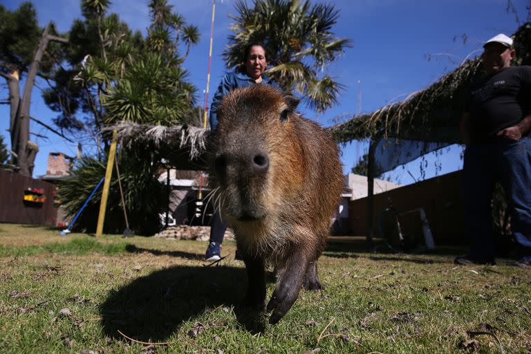 El carpincho y Alejandra Villaruel