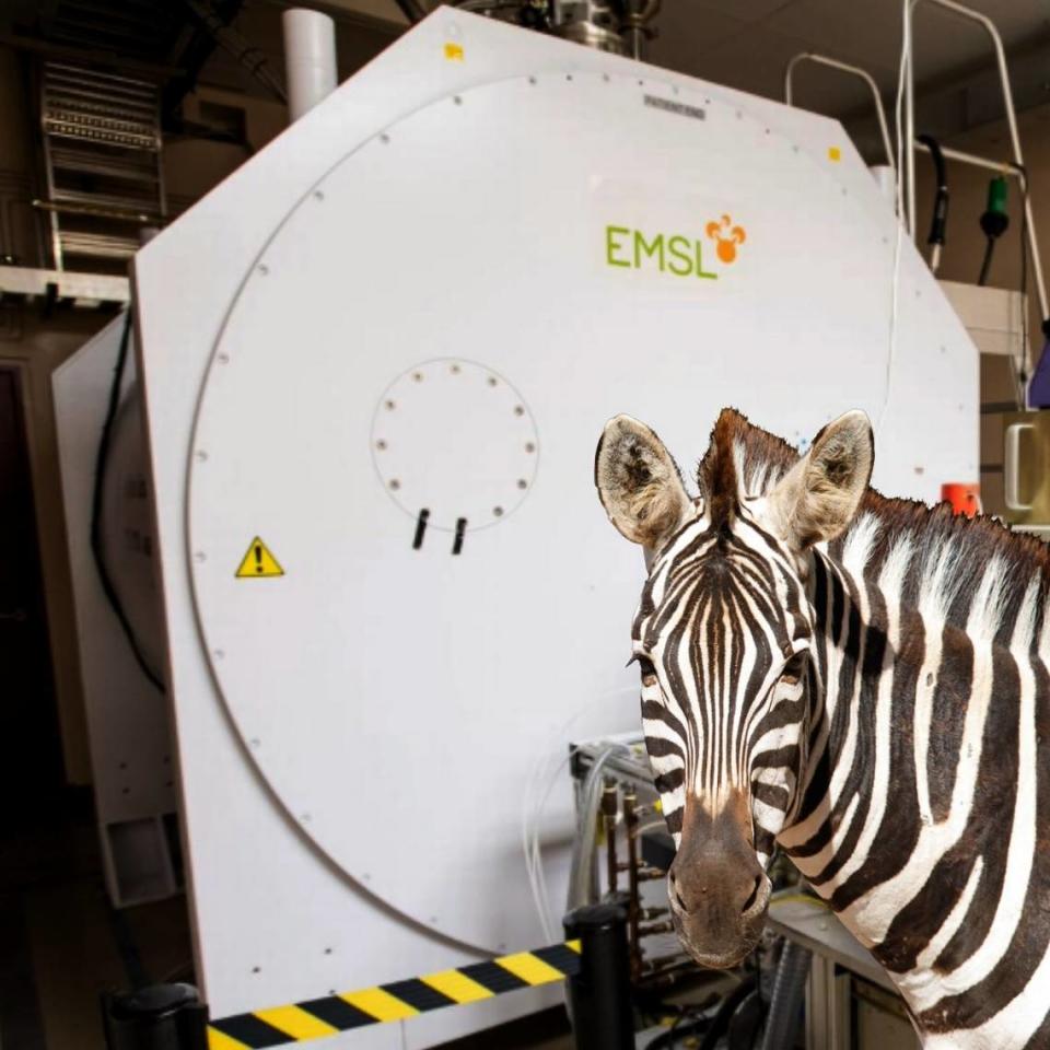 The runaway Zebra was ‘spotted’ at PNNL’s Environmental Molecular Sciences Laboratory.