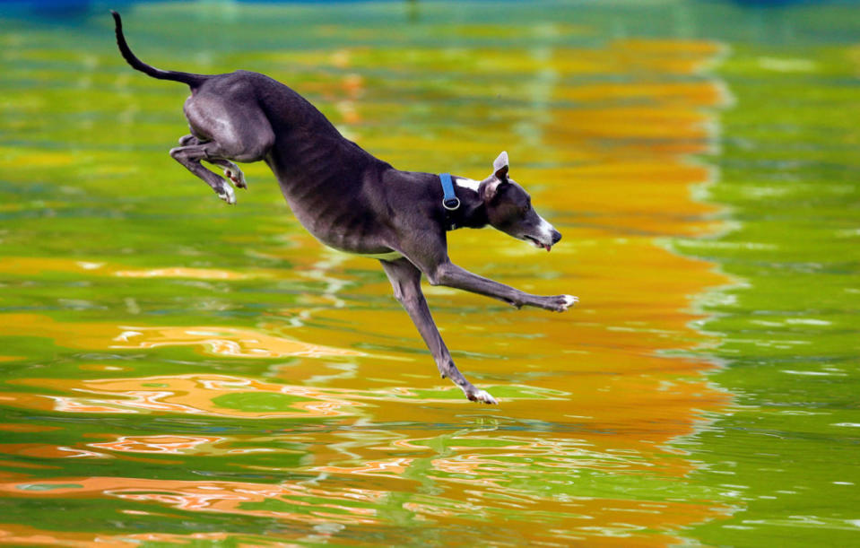 Flying Dogs competition